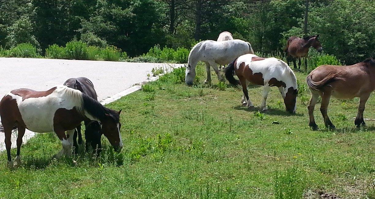 13416755 202981173428908 1279202176227466235 o