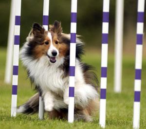 dog agility132
