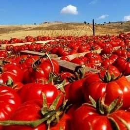 pomodori